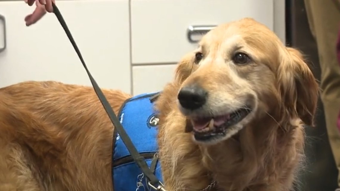 CHKD inpatient facility dog SaraLee retires after 8 years