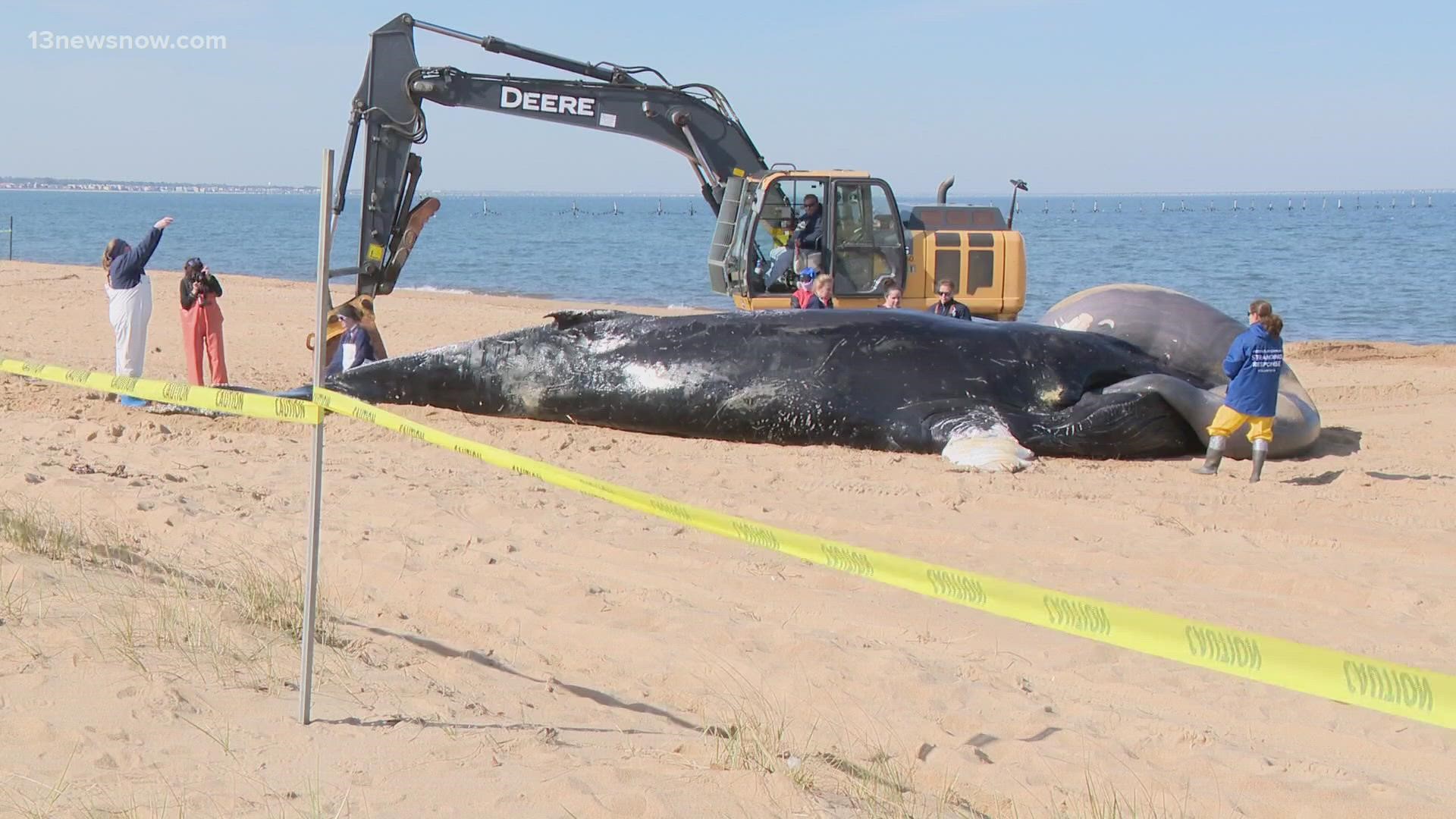 Crews pulled a young humpback whale ashore on Wednesday near First Landing State Park in Virginia Beach.