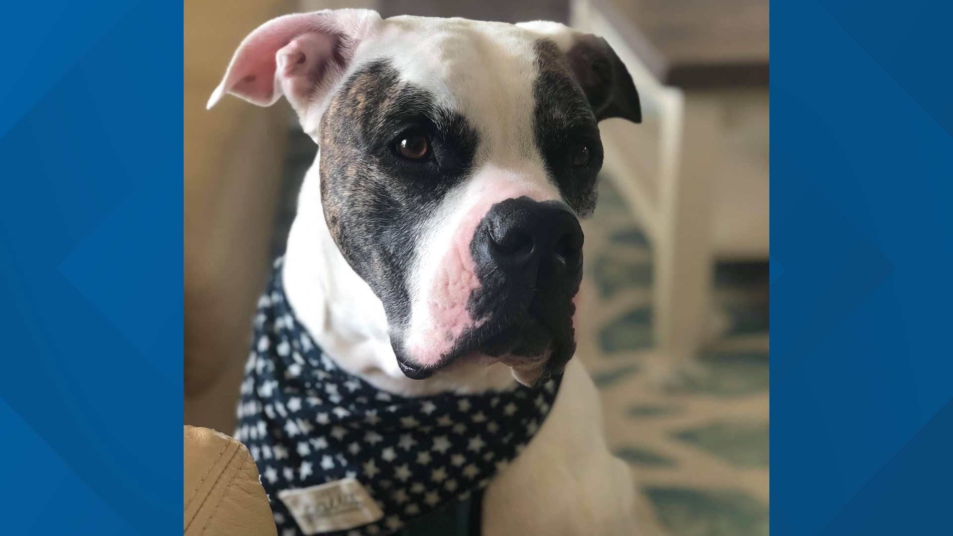 8 dogs die at training business in Portsmouth; animal control