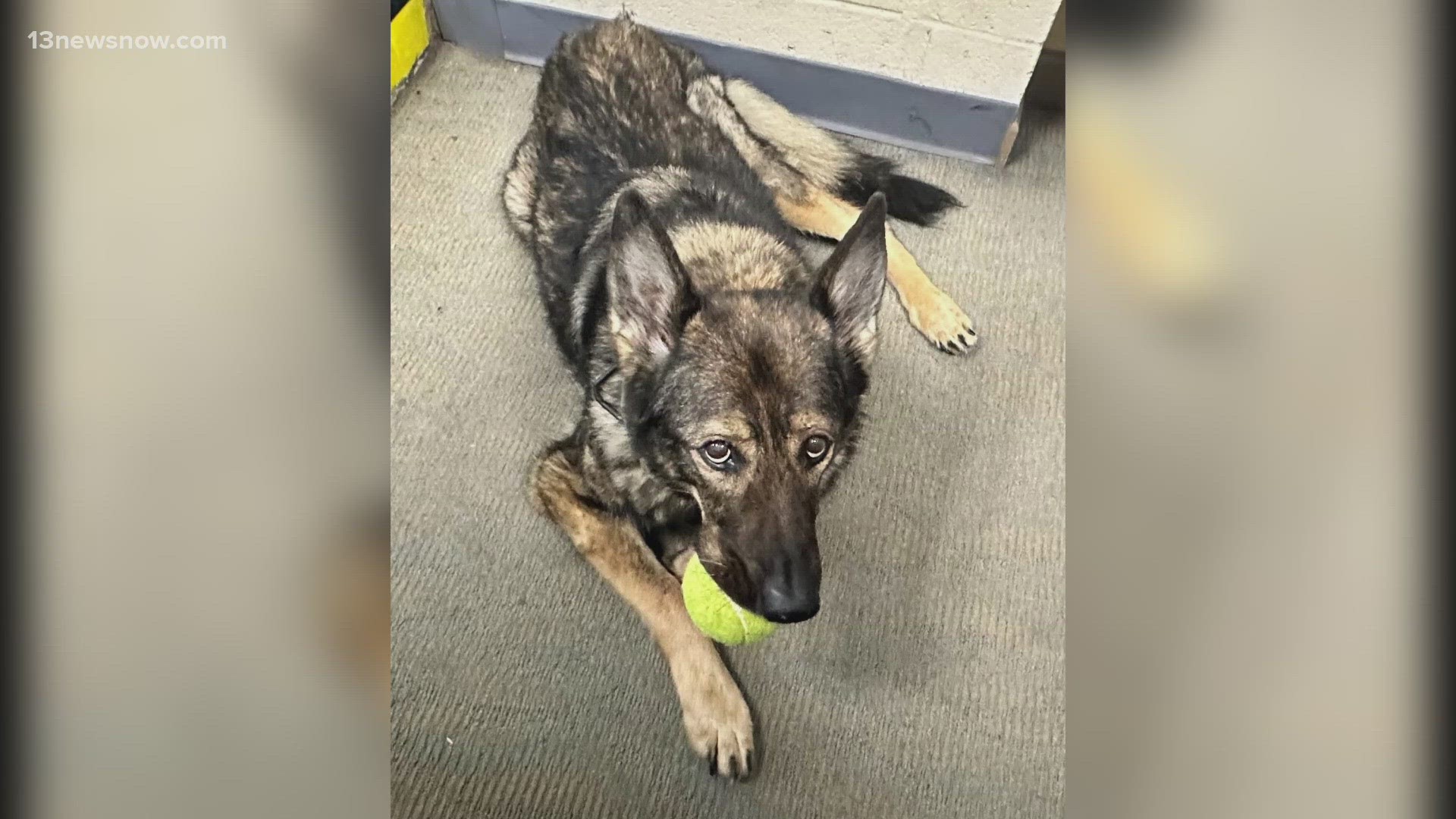 After 10 years on the force, Candy, an 11-year-old German shepherd was diagnosed with cancer last week.