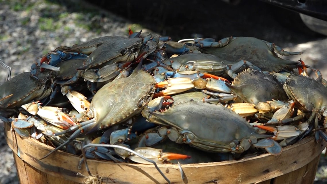 Blue crabs, a Chesapeake Bay staple, wreak havoc in Italy