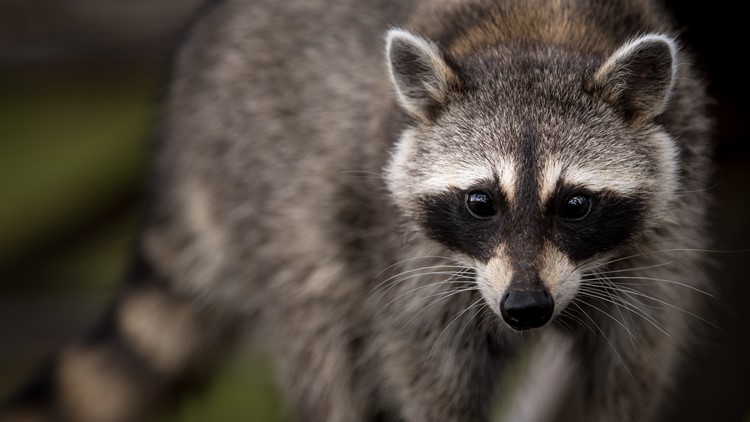 Raccoon found in Norfolk tests positive for rabies