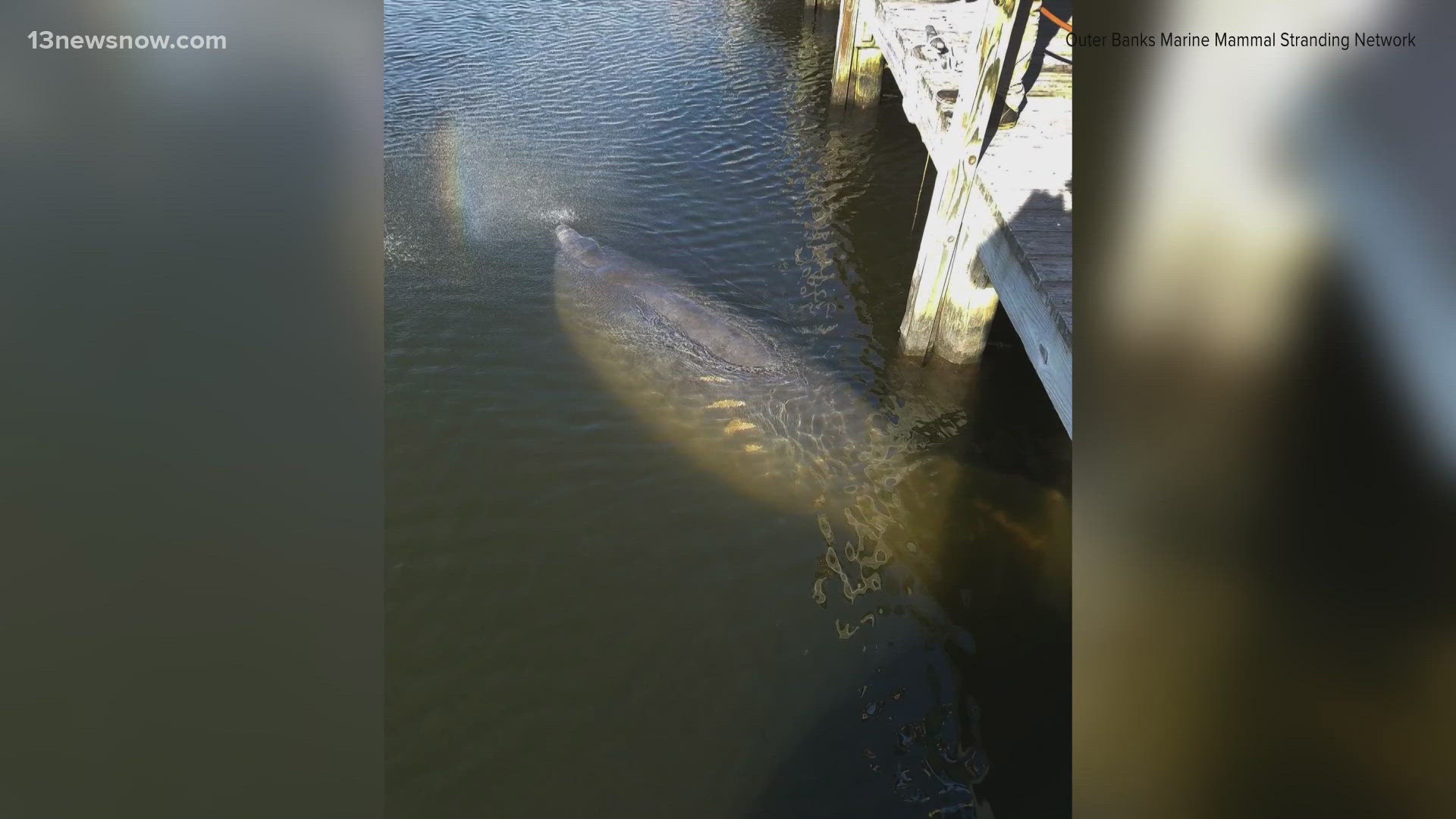 Six manatees were seen grazing off of the Outer Banks on Saturday on their migration journey south to Florida for the winter.