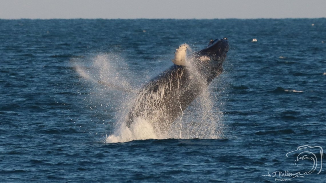 Whales, dolphins put on show for sightseers in Virginia Beach ...