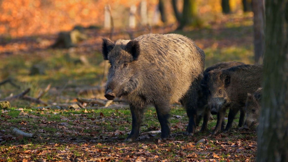 Nationwide feral hog surge spreads in Virginia, North Carolina ...
