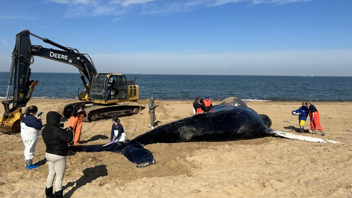 Virginia Aquarium crews investigate humpback whale death | 13newsnow.com