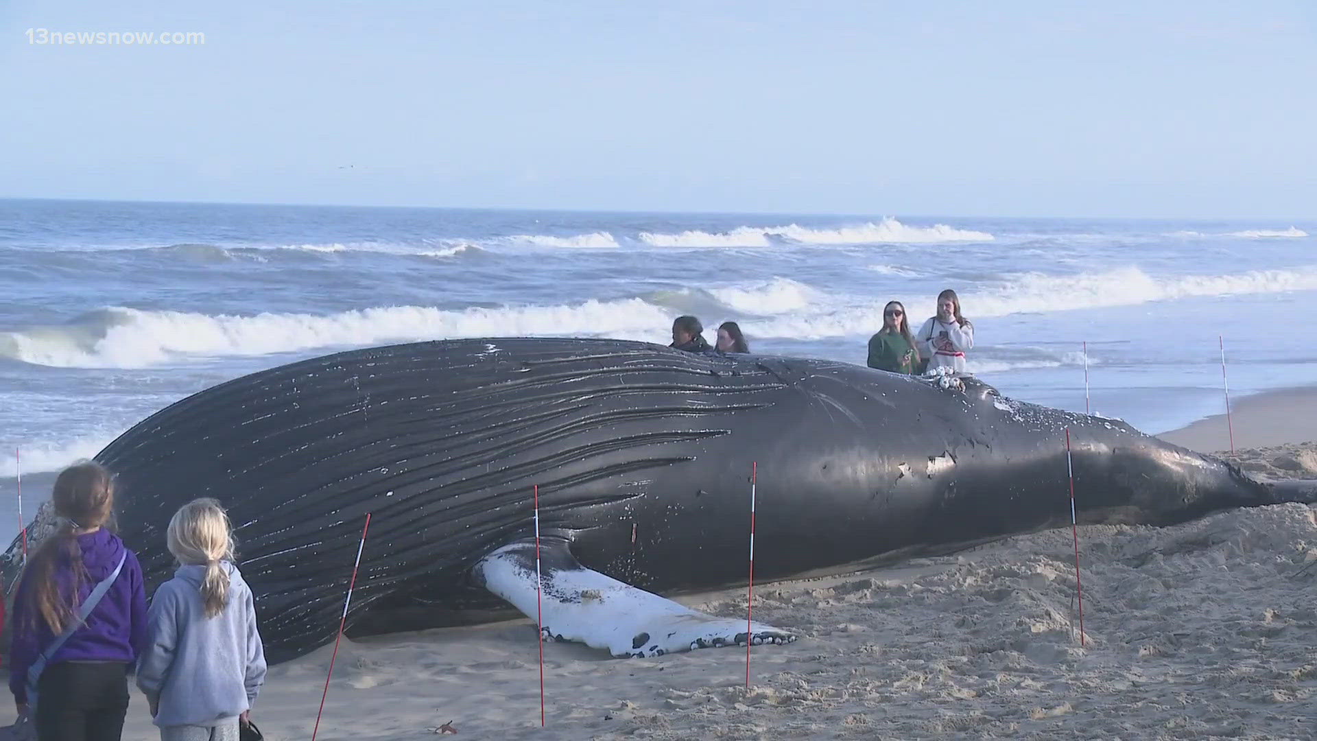 Experts investigate unusual blood pooling in the head of a humpback ...