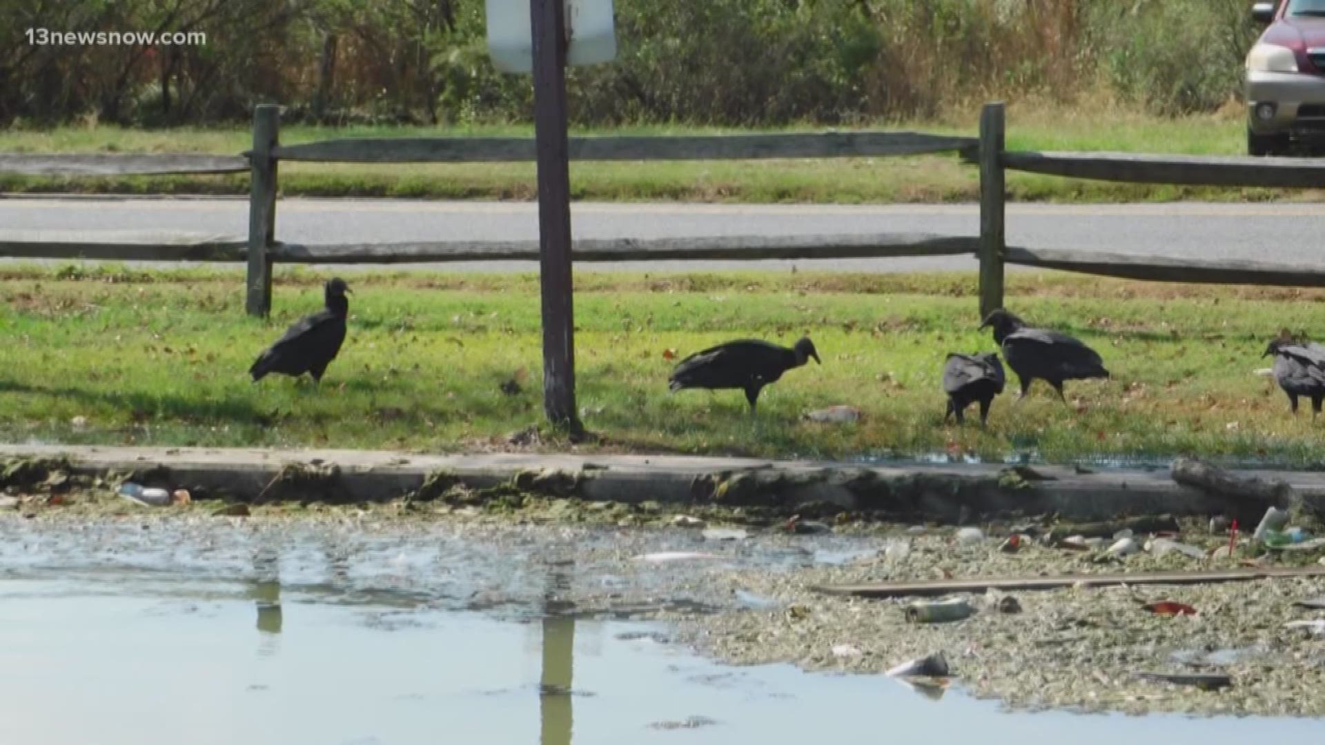 After algae blooms and dead fish caused a foul smell at Lakeside Park, neighbors wanted answers. Officials plan to put aeration in the lake to prevent stagnation.