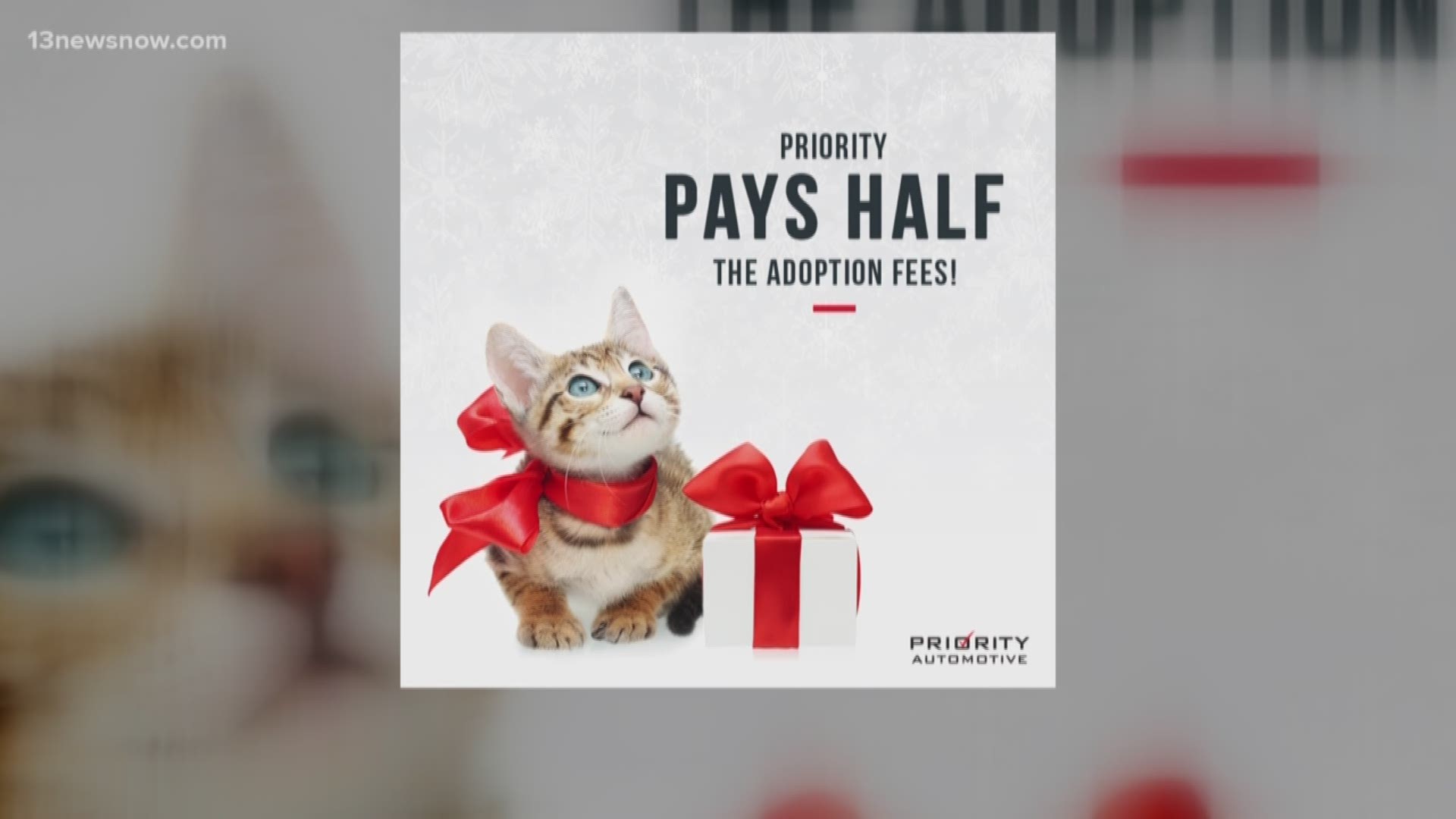 Kate Baldwin tells us more about the Home for the Holidays program by Priority Automotive that helps cut adoption fees for people who want to adopt pets.