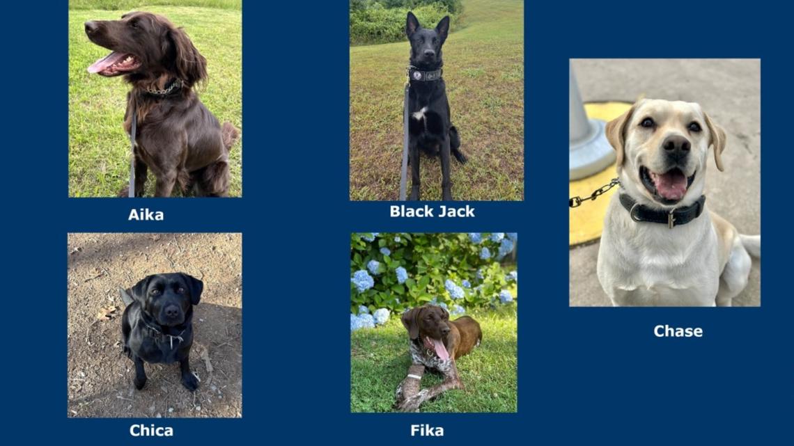 Virginia DOC K9s to receive body armor thanks to nonprofit donation