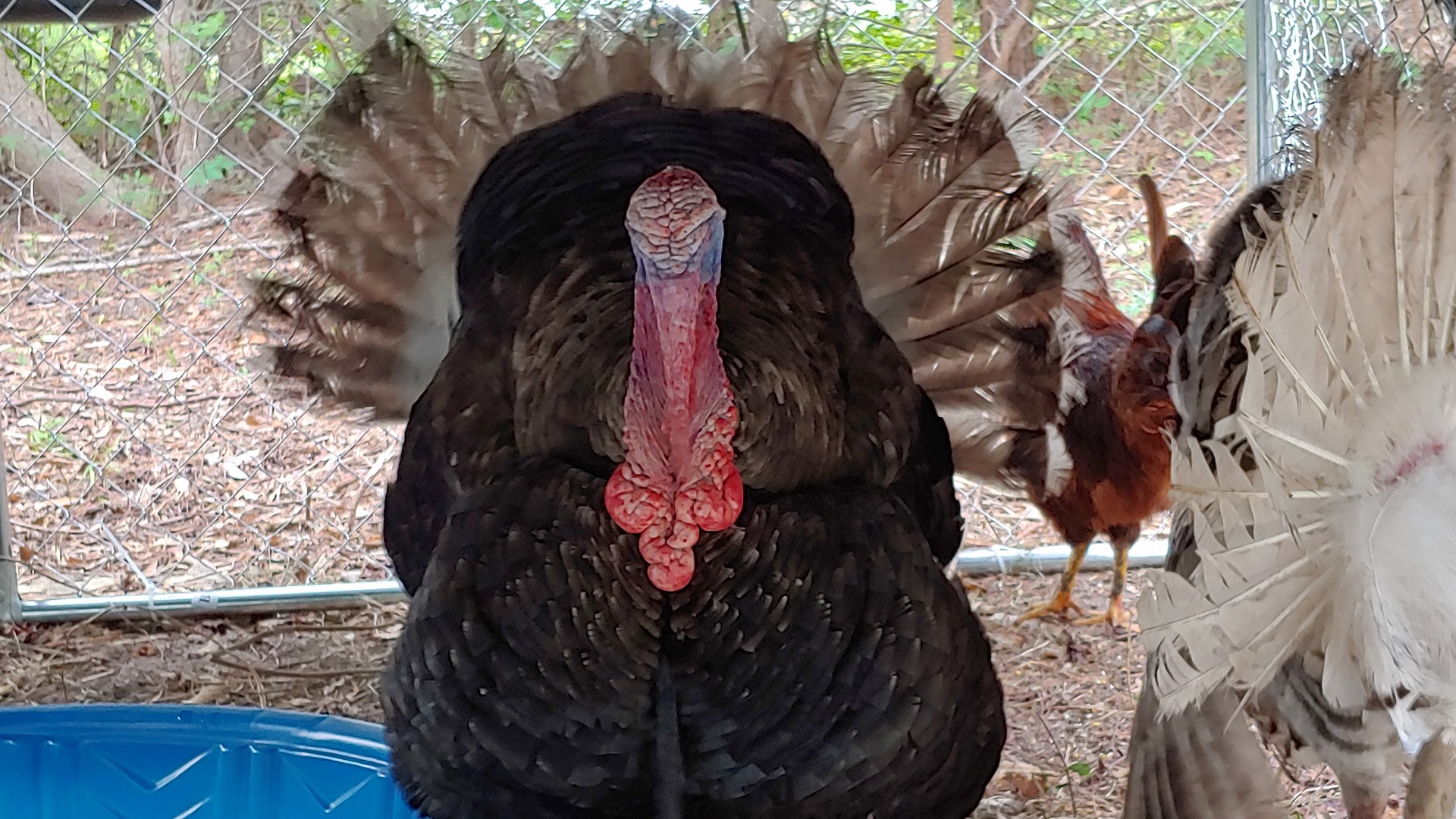 Outer Banks SPCA says it has 12 empty kennels after it was inundated