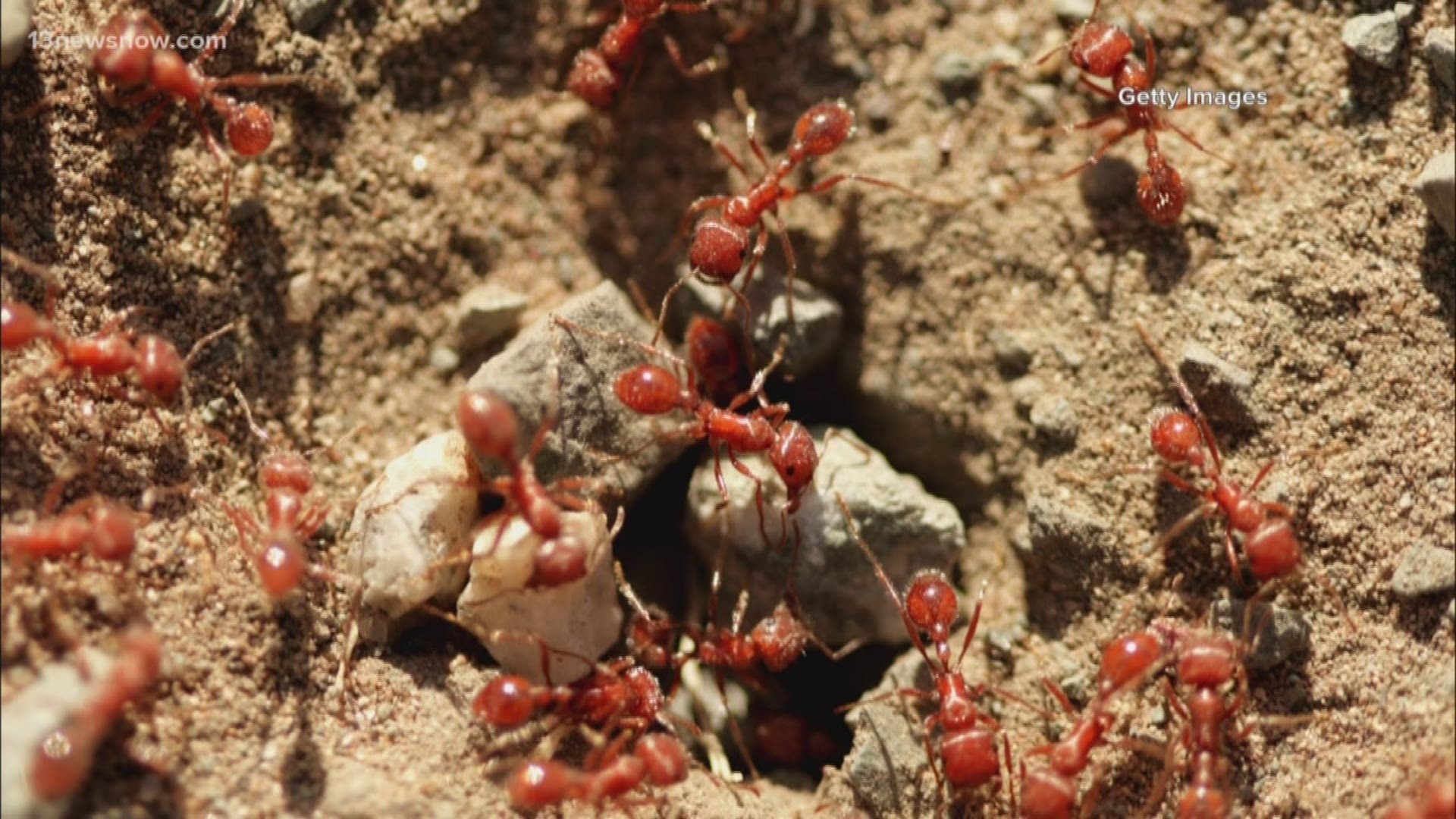 Soils, plants, equipment or basically anything else that comes in contact with the ground that ants could get into cannot be moved from the area.
