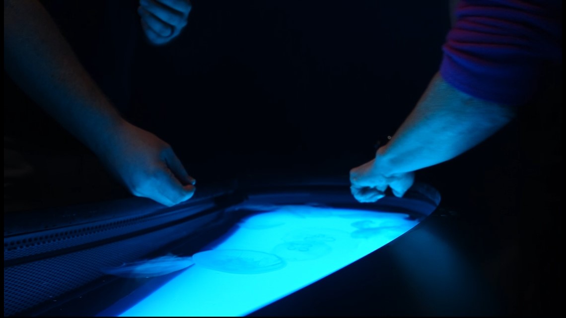 Virginia Aquarium newly renovated South Building has new animals - Vimarsana News