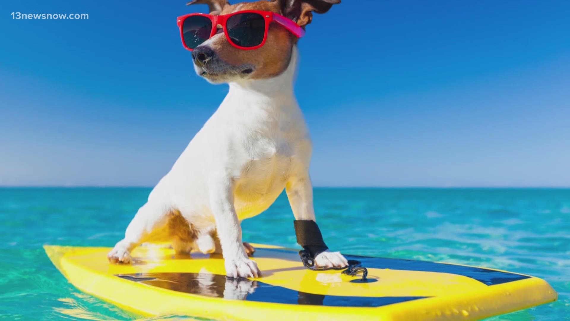 Who doesn’t love a beach day? To keep your pets safe this summer, we talked with veterinarian Denette Cooke about ways to keep your dog beach days fun.