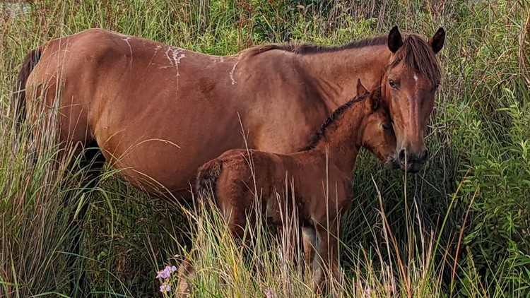 Filly euthanized | Corolla Wild Horse Fund announces sad news