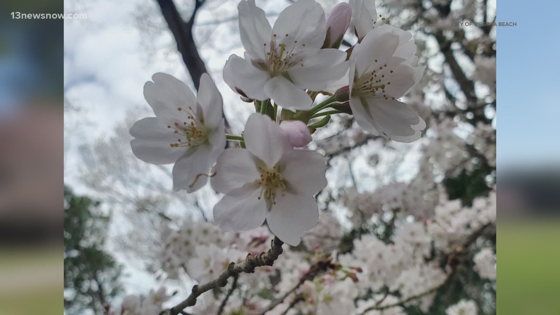 The City of Virginia Beach says the cherry blossoms at Red Wing Park are approaching peak bloom — just in time for the park's Cherry Blossom Festival.