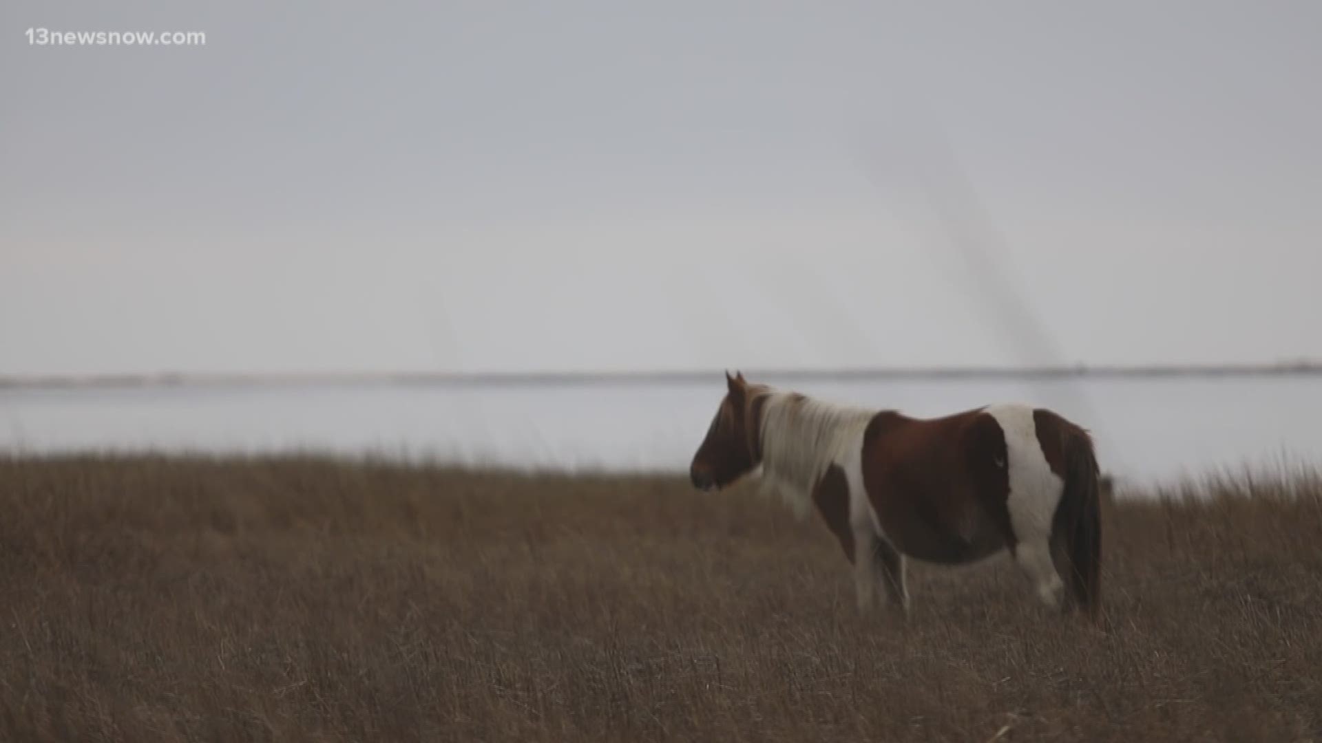 Since October, authorities have euthanized seven wild ponies on a Virginia island that were diagnosed with a fungus-like disease known as 'swamp cancer.'