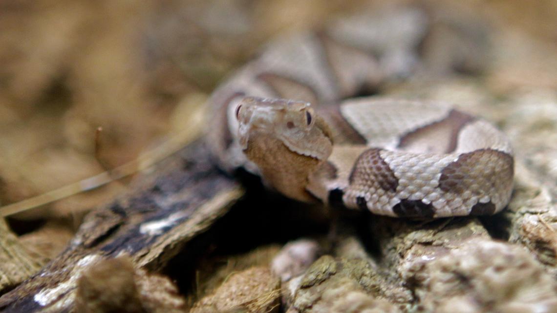 Snake Hall Isle of Wight County warns of increased copperhead snake activity amid ...