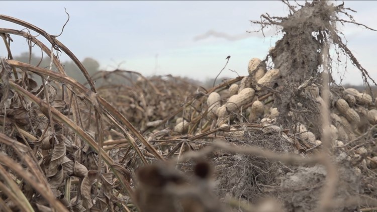 Here's how Virginia peanuts are planted, grown and harvested