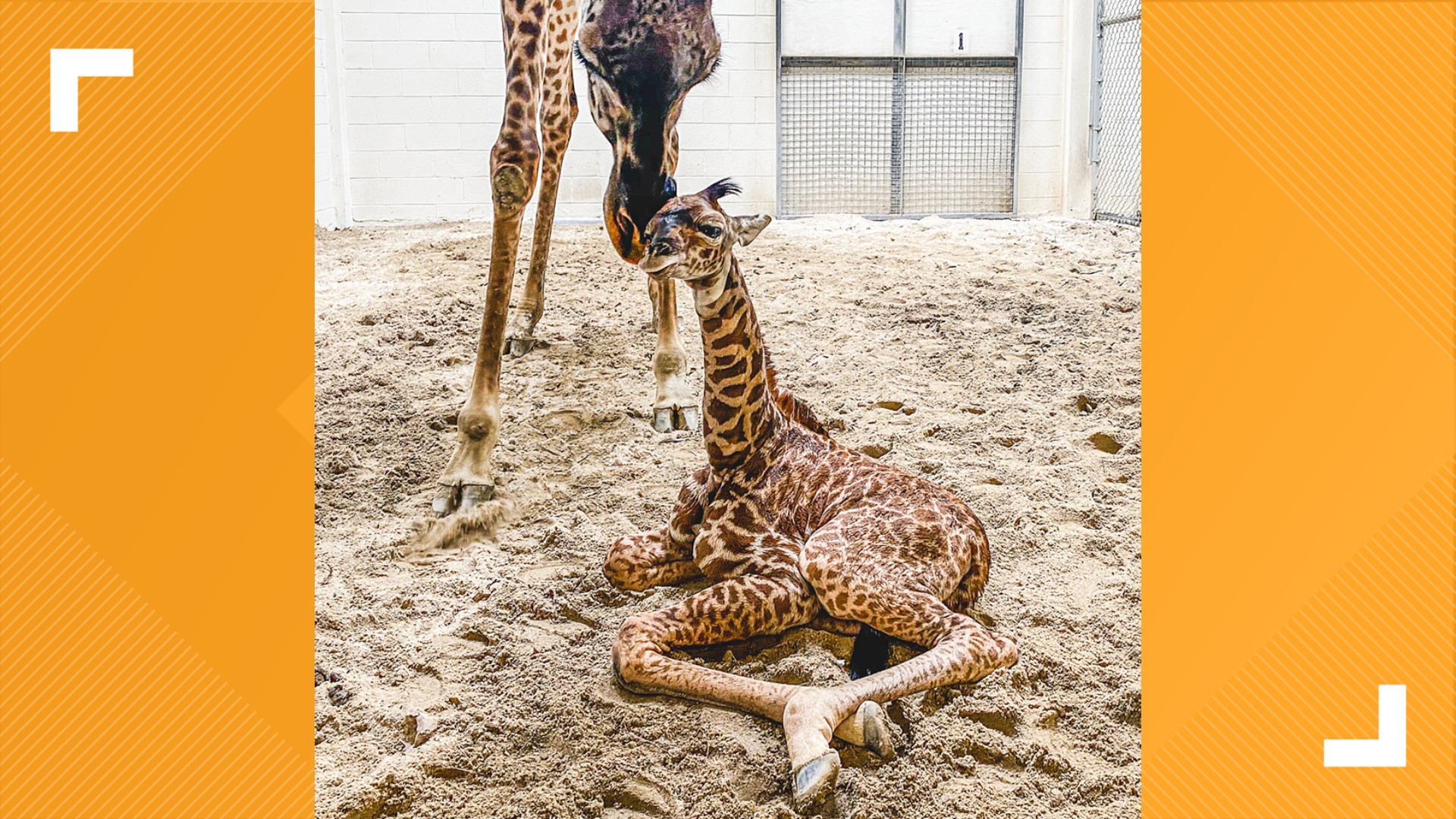 The first animal born at the Virginia Zoo in 2021 was...a baby giraffe ...