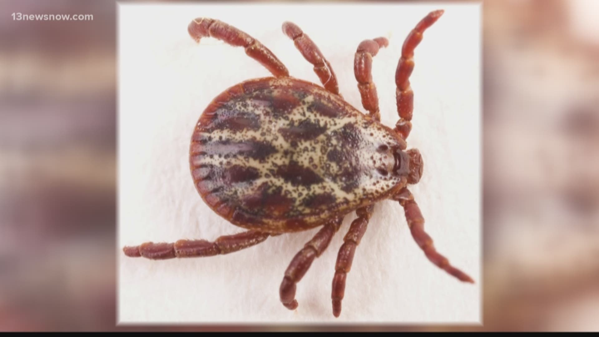 A viewer said she's seen posts on Facebook claiming tea tree oil can repel ticks. Our Verify team talked to the experts.