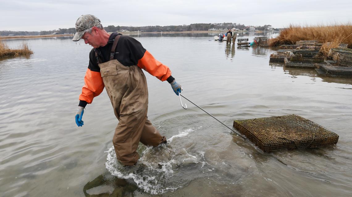 Virginia oysters stay steady, but funding questions loom