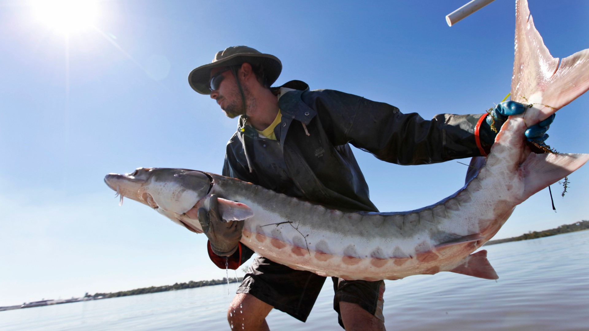 sturgeon fish dinosaur