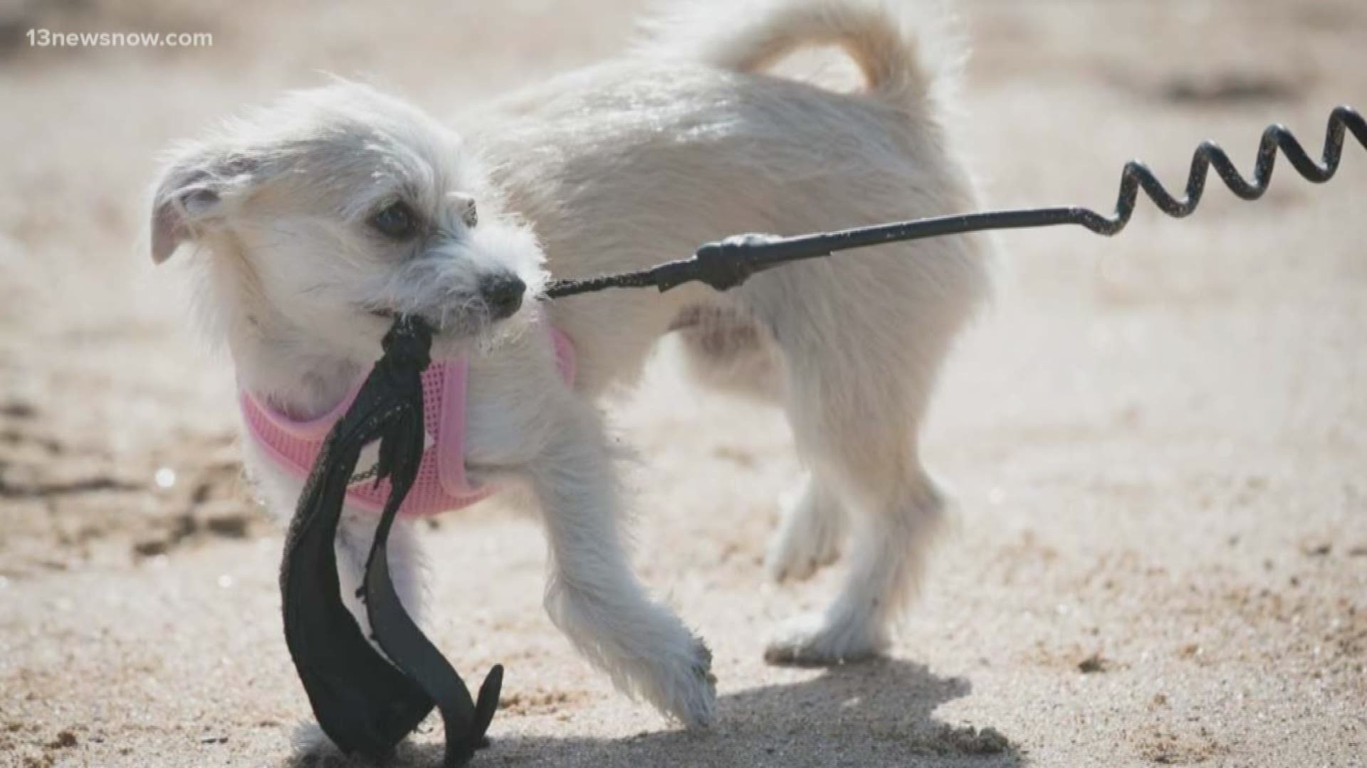Proposed Change To Virginia Beach Dog Leash Law Sidelined 13newsnow Com