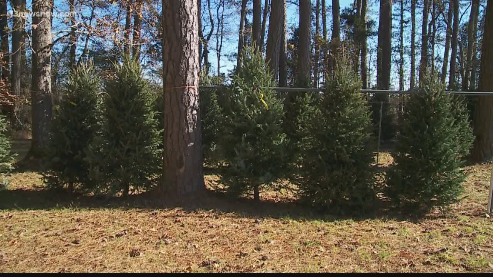 Jeff Henley and his family run the Virginia Beach operation year-round. This time of year, they have Christmas trees and other holiday fare for sale.