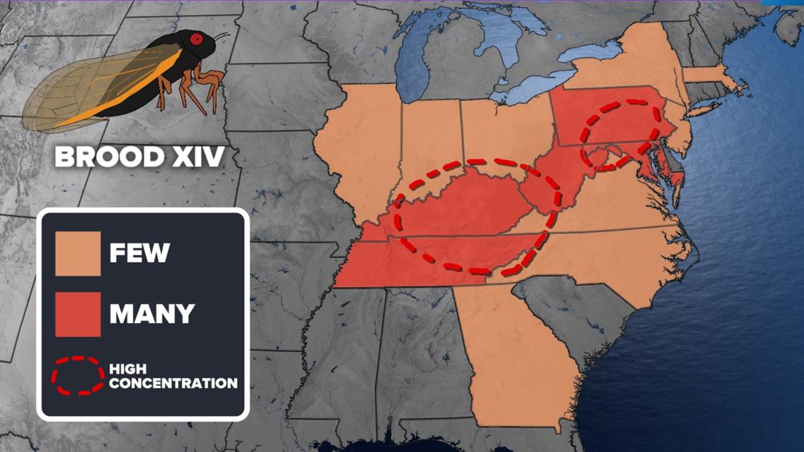 Cicadas coming to Virginia in 2025 When and where to expect them