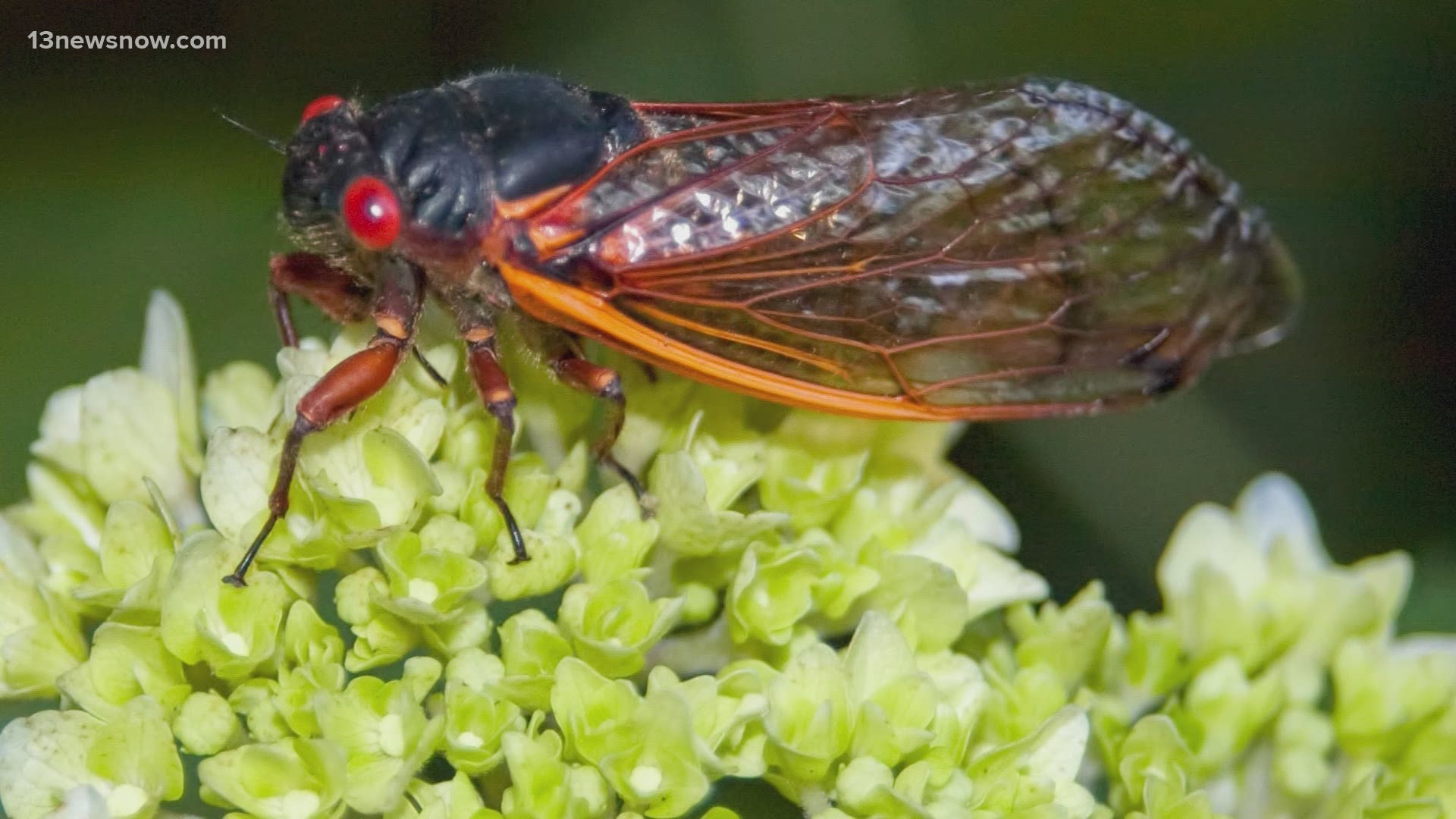 The noisy cicadas are expected to emerge soon in spring.