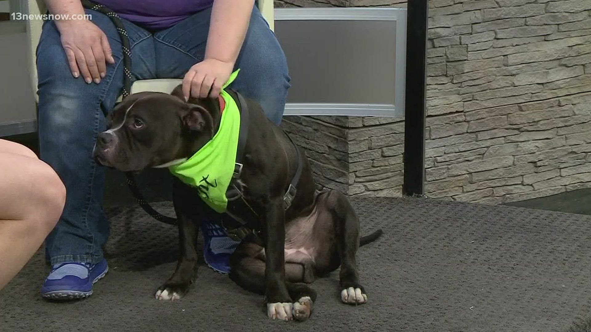 Portsmouth Humane Society introduces us to Moses. More on Moses: https://13newsnow.tv/2FIR5Ri