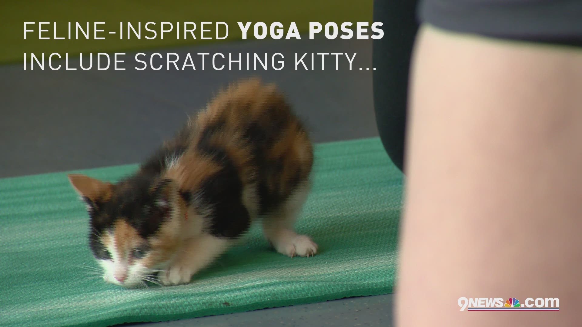 Denver Animal Shelter holds yoga classes with adoptable kittens and you can join! 9NEWS. 4/19/16.
