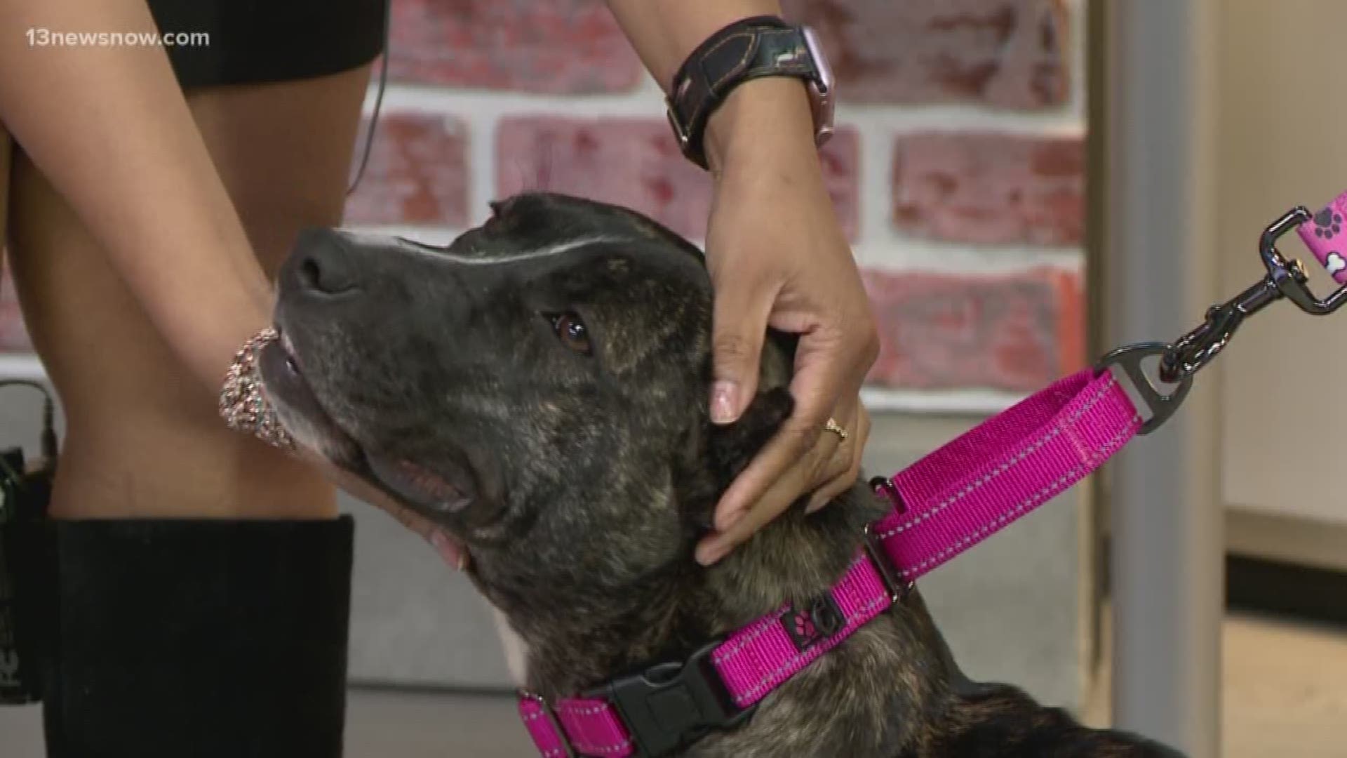 Shelter Sunday: Meet Ebba. She's available at 4 Paws Animal Rescue.