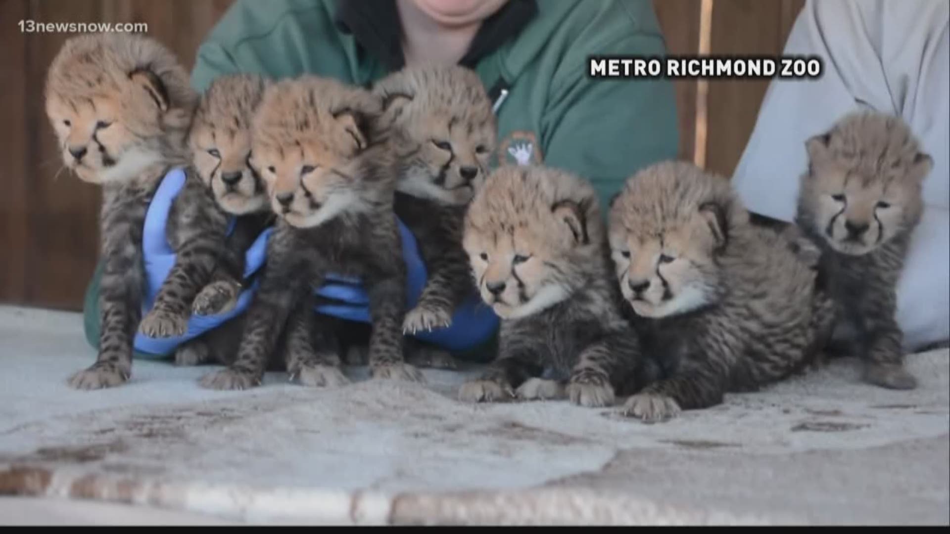 Seven cubs were born at the Richmond Zoo. This is a very rare birth that only happens one percent of the time.