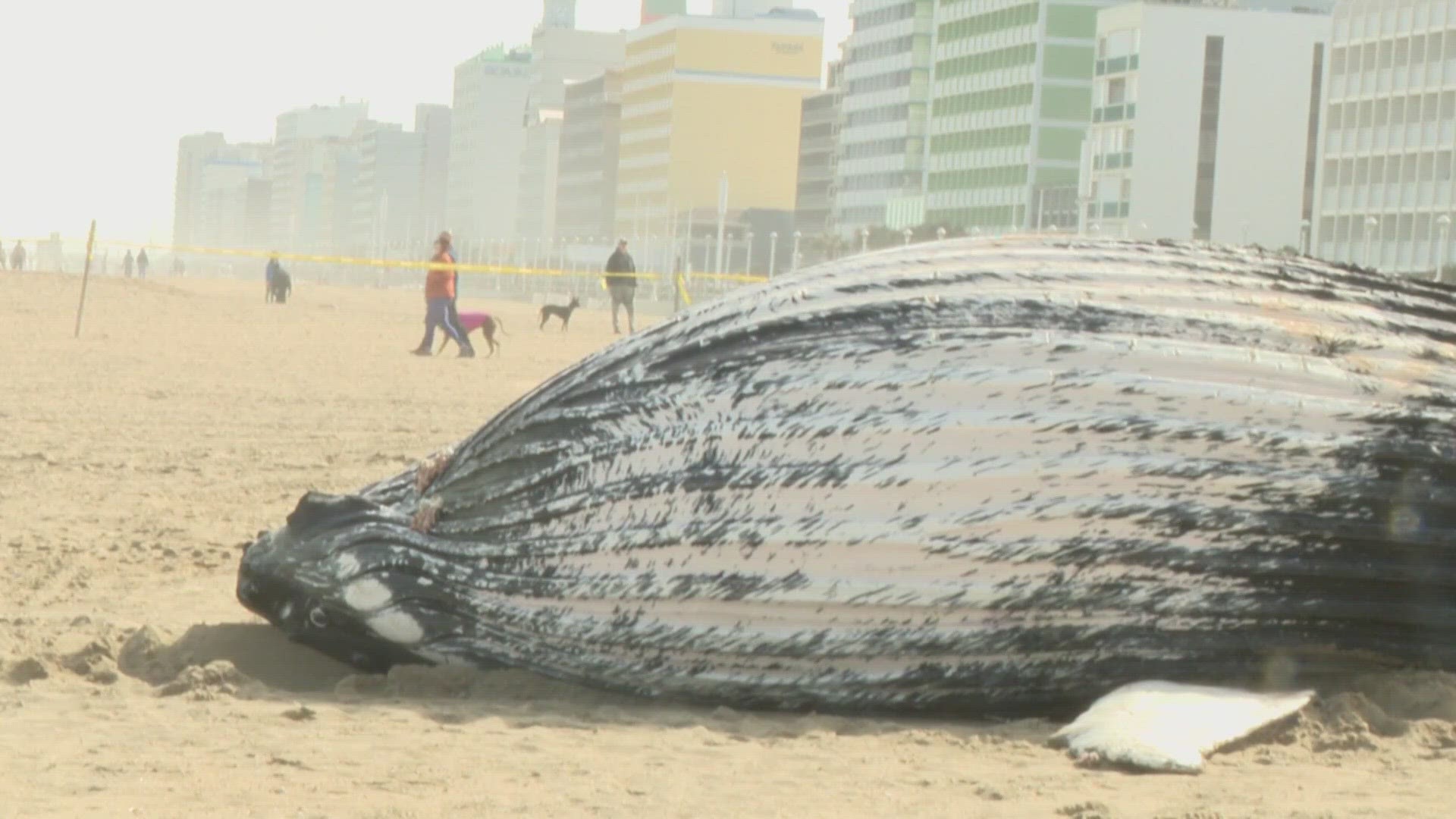 The North Carolina wildlife resources commission shares that the female minke whale washed back out to sea before a necropsy could be performed.