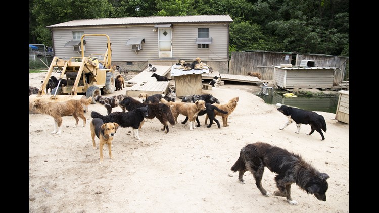 188 Sickly Dogs Hoarded by a One-Time Top Breeder at Westminster