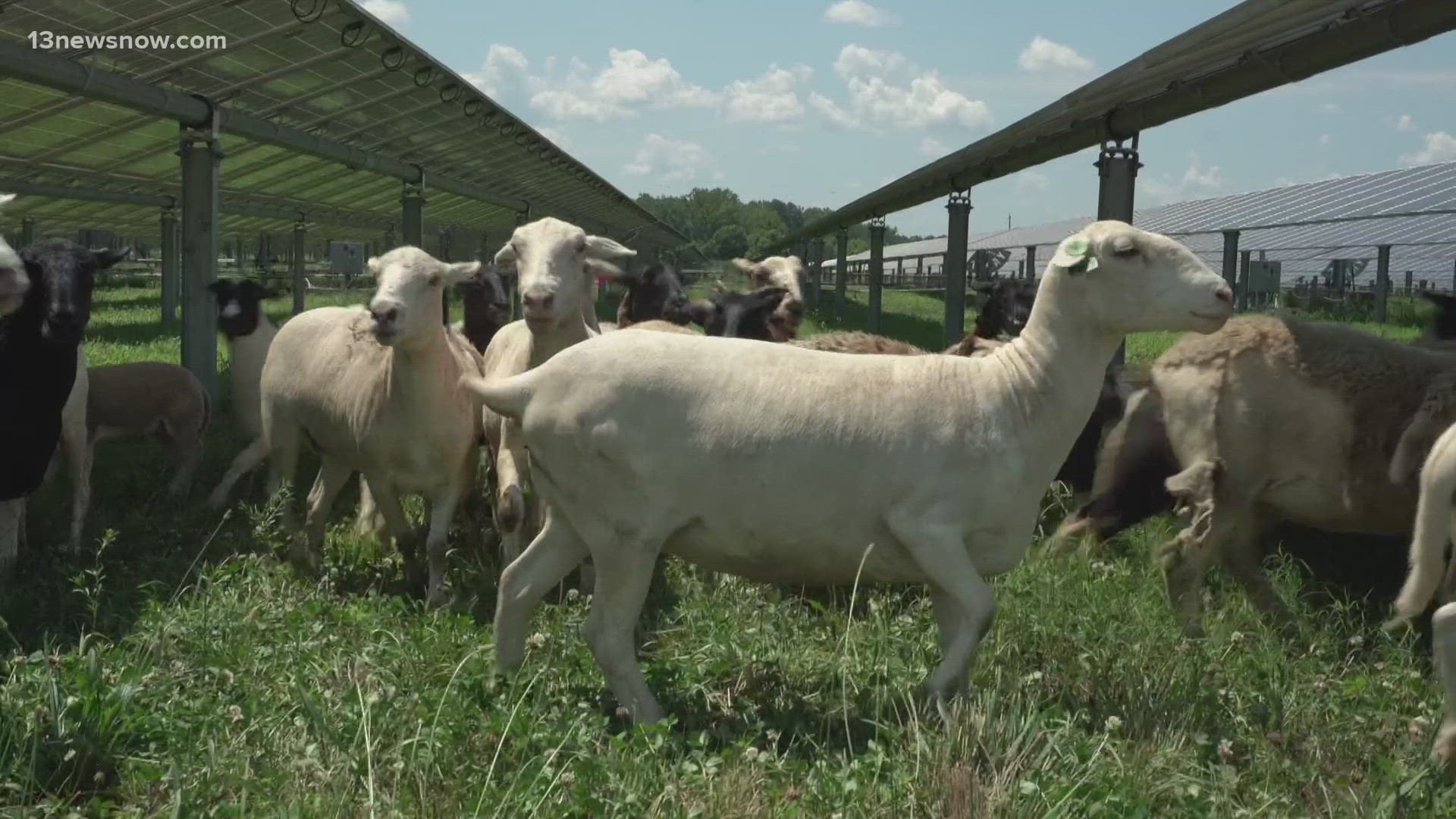 How a twist to lawn care could shrink our environmental footprint in Virginia.