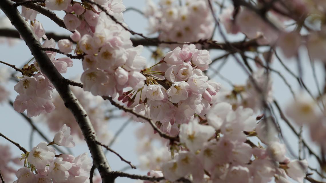 Peak cherry blossoms arrive soon: The six stages of cherry blossom development