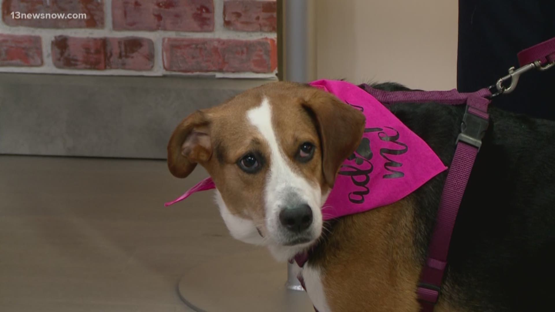 Olive is an 8-year-old hound mix and she's looking for her forever home. You can find her at the Chesapeake Humane Society.