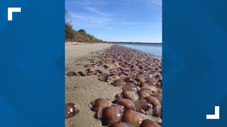 Swarm of jellyfish washes up on Ocracoke, Outer Banks | 13newsnow.com