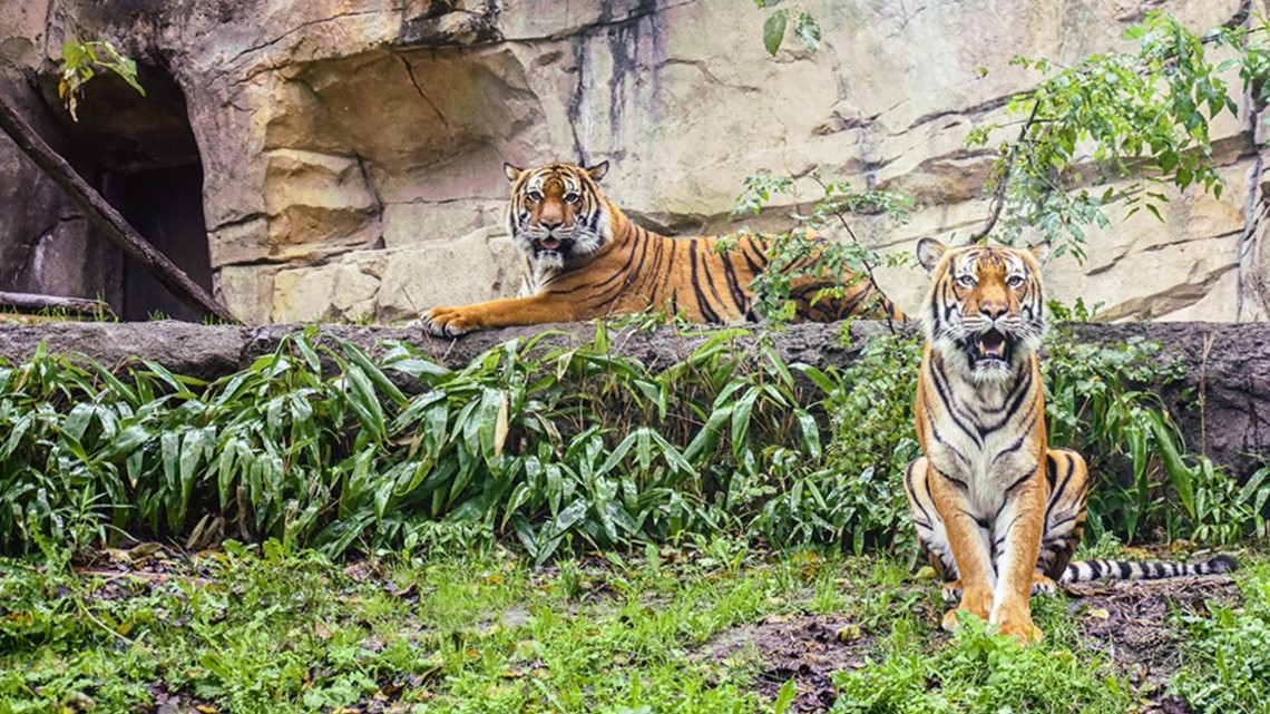 Two Virginia Zoo Tigers Test Positive For Covid 19 13newsnow Com