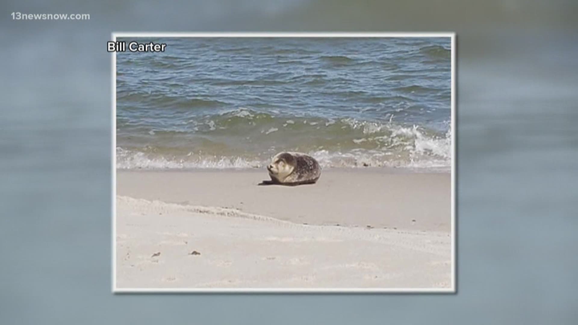 The Virginia Aquarium said its perfectly normal to see a seal on the sand, especially this time of year. If you see one, you should keep your distance and give the aquarium a call.