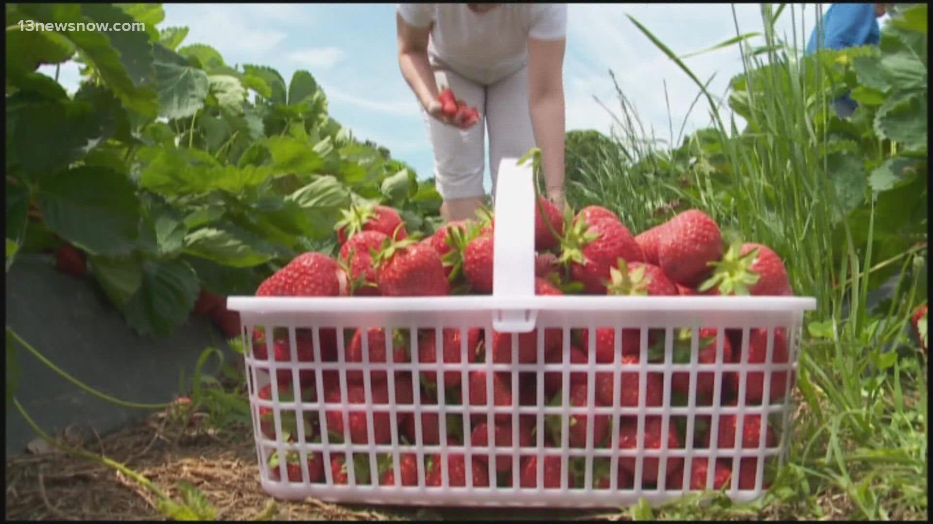 Many people may not know this but strawberries are a pretty big deal for Hampton Roads, specifically Virginia Beach.
