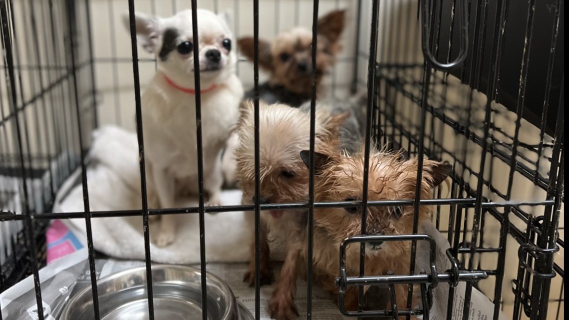 88 animals seized from 2 Poquoson homes; Pets get medical care |  