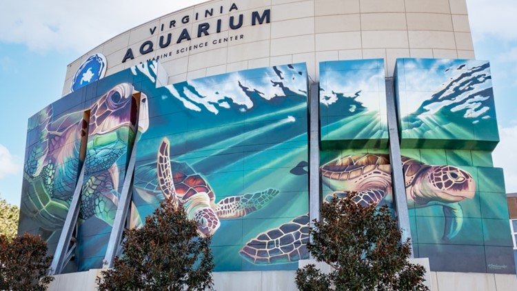 66 feet wide by 38 feet high | Artist finishes Virginia Aquarium turtles mural