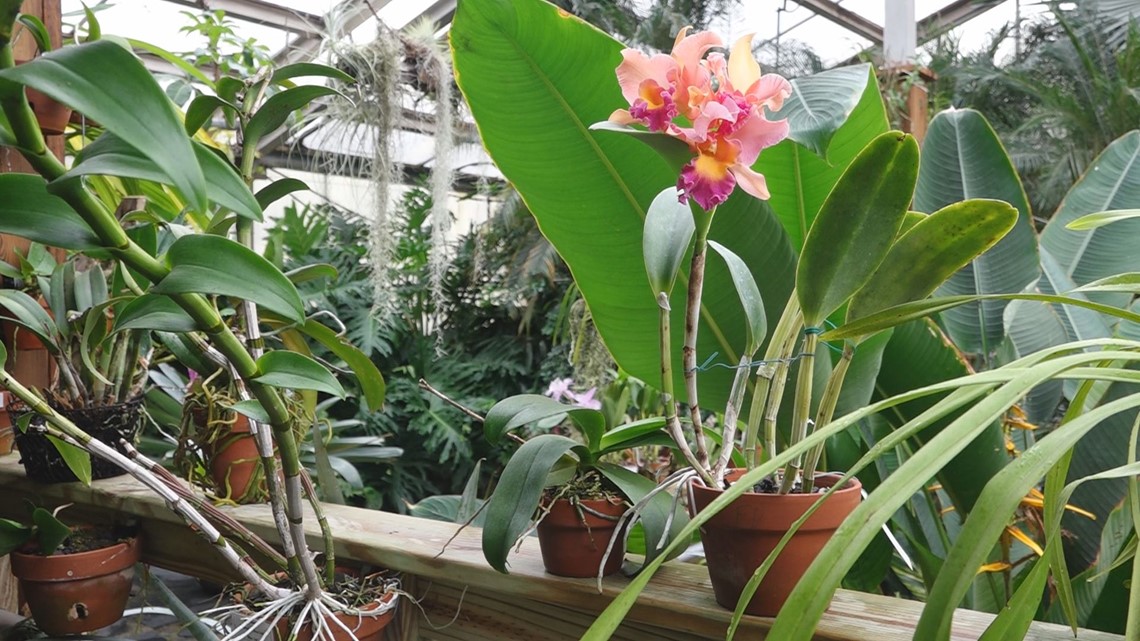 SCIENCE BEHIND How water keeps plants alive