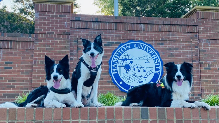 Hampton University uses trained dogs to remove Canada Geese from campus