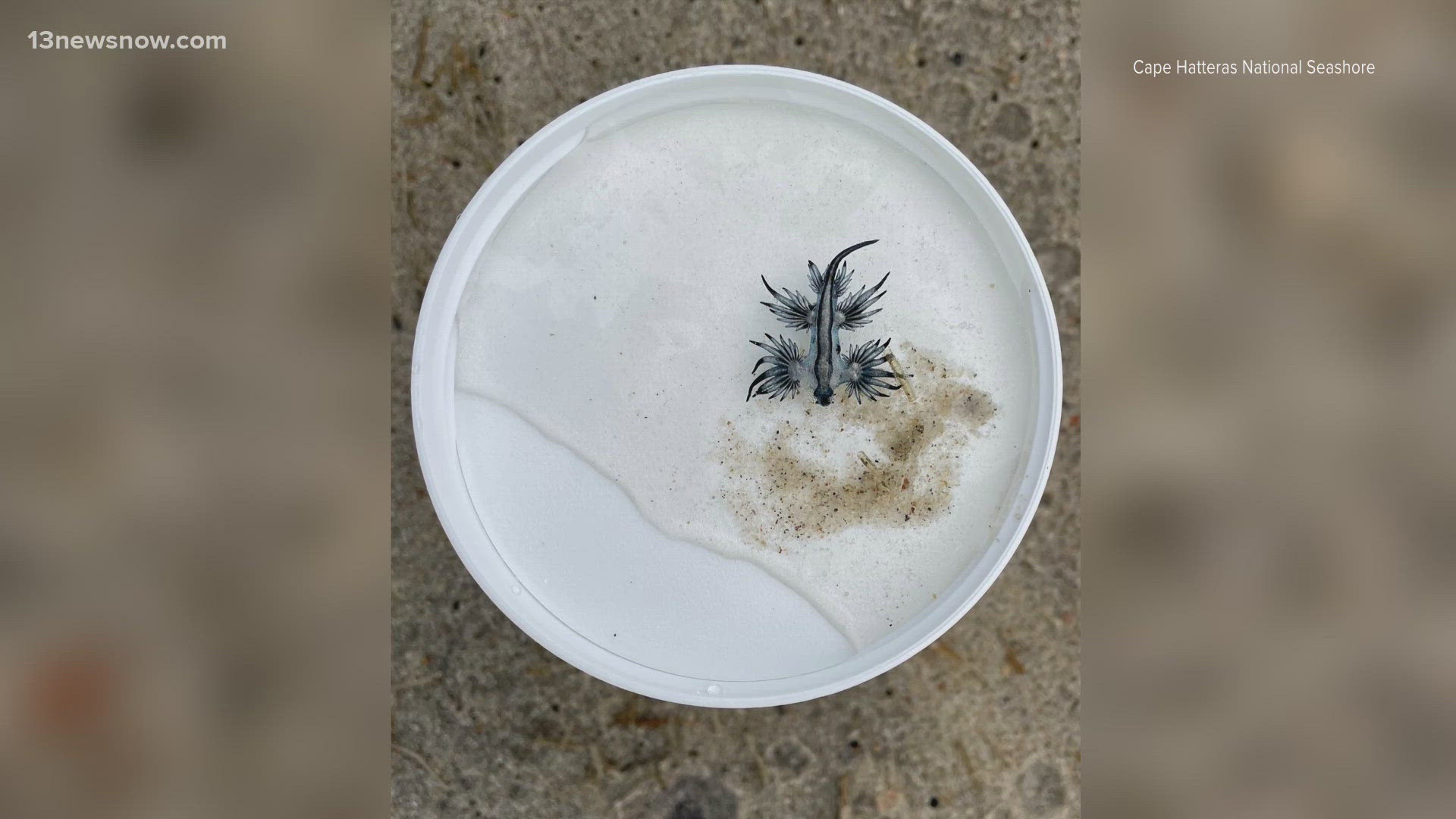 The venomous sea slugs travel in "blue fleets," according to Cape Hatteras National Seashore officials.