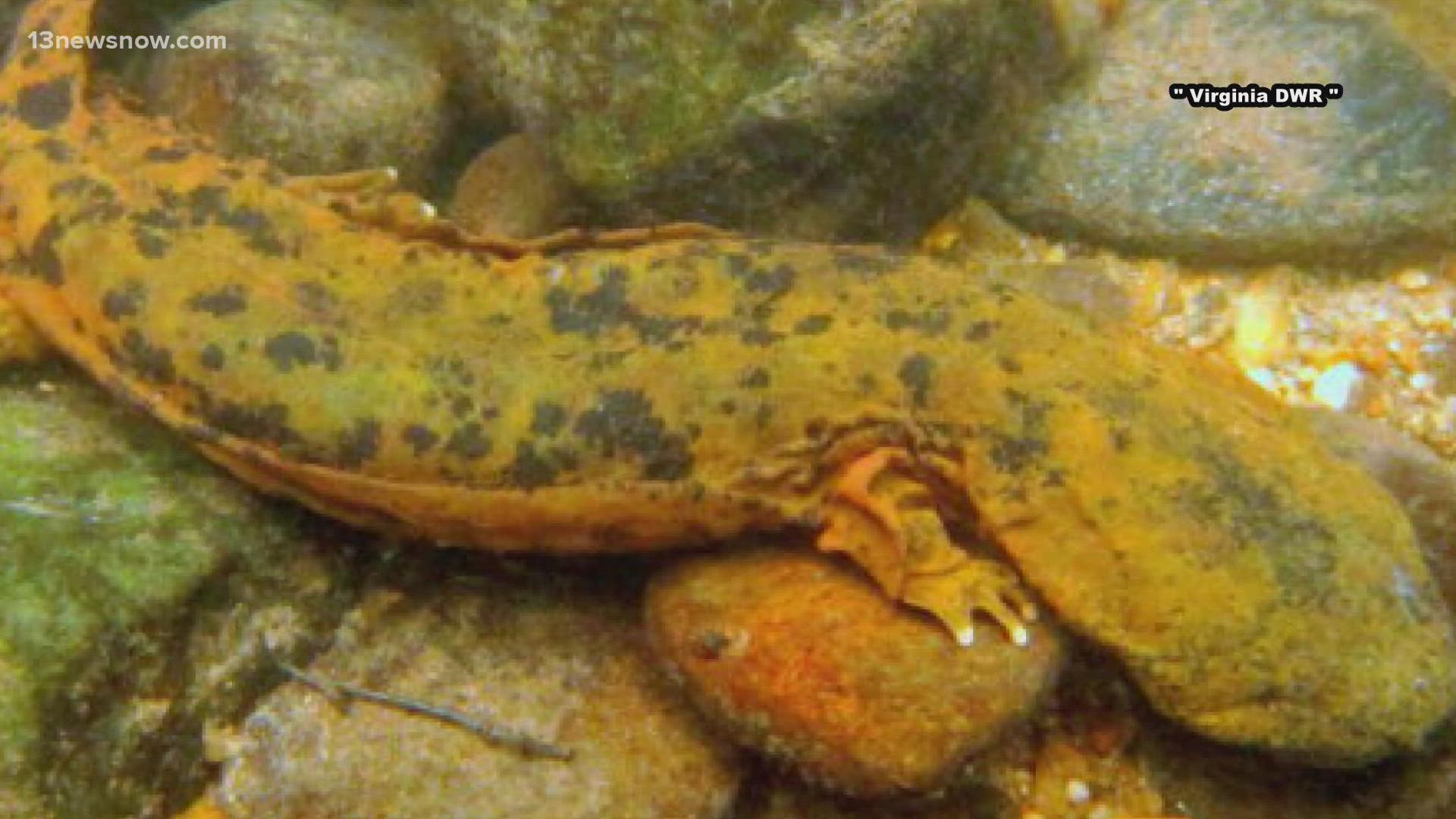 The Eastern Hellbender, known as the "Snot Otter," has strong roots in the Commonwealth. The DWR is holding an art competition to honor that.